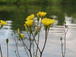 Image of nipplewort