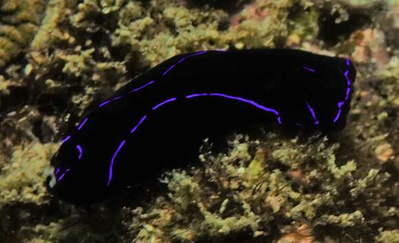 Image of Black and blue swallowtail slug