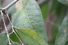 Image of Eucalyptus gall wasp