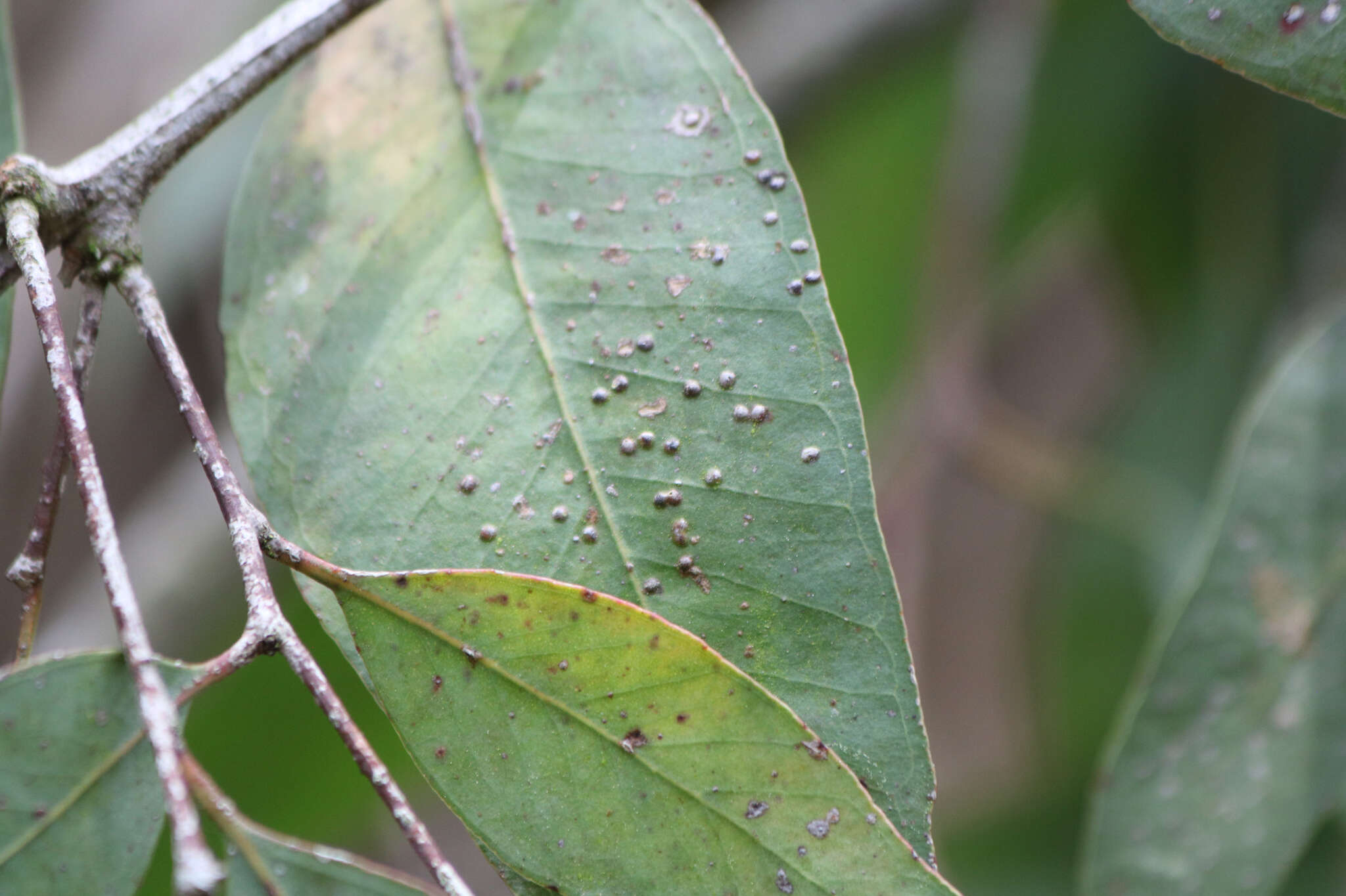 Image of Eucalyptus gall wasp