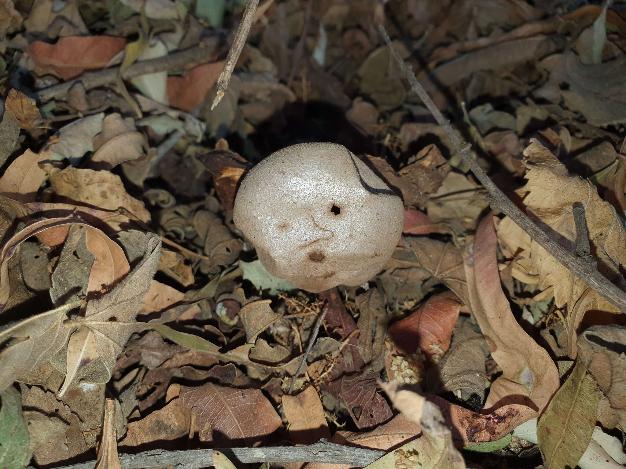 Image of Myriostoma capillisporum (V. J. Stanĕk) Suz, A. M. Ainsw., Baseia & M. P. Martín