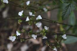 Image de Callisia gentlei var. macdougallii (Miranda) D. R. Hunt