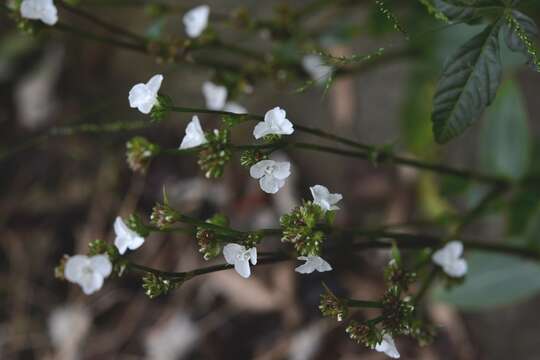 Image of Callisia gentlei var. macdougallii (Miranda) D. R. Hunt