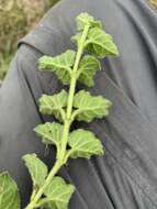 Image of Matelea pedunculata (Decne.) R. E. Woodson