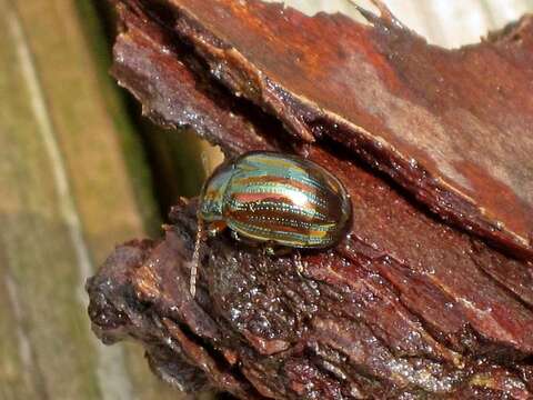 Image of Chrysolina americana