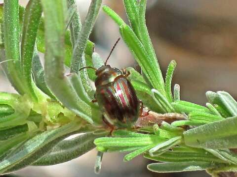 Image of Chrysolina americana