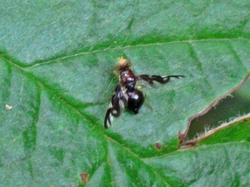 Image of Celery Fly