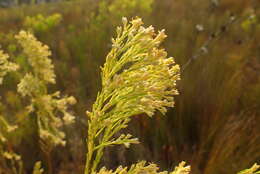 Plancia ëd Leucadendron ericifolium R. Br.