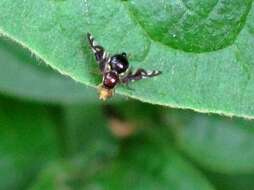 Image of Celery Fly