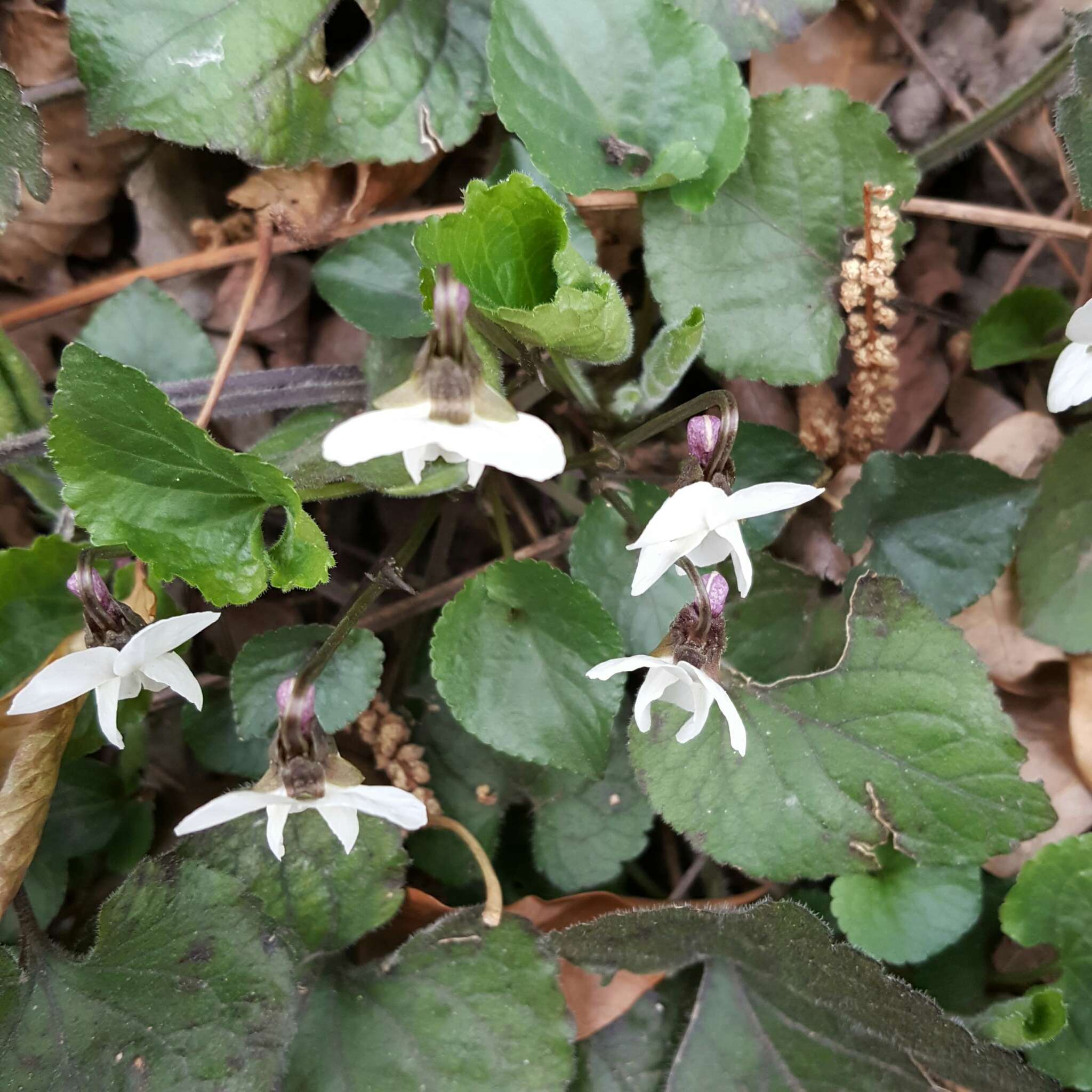 Image of White Violet