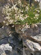 Image of Asperula aristata L. fil.