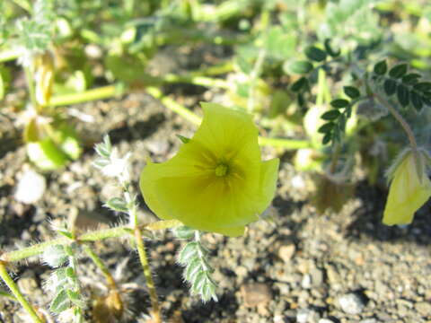 Image de Tribulus