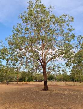 Image of Corymbia foelscheana (F. Müll.) K. D. Hill & L. A. S. Johnson