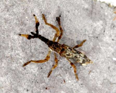 Image of Ulocerus