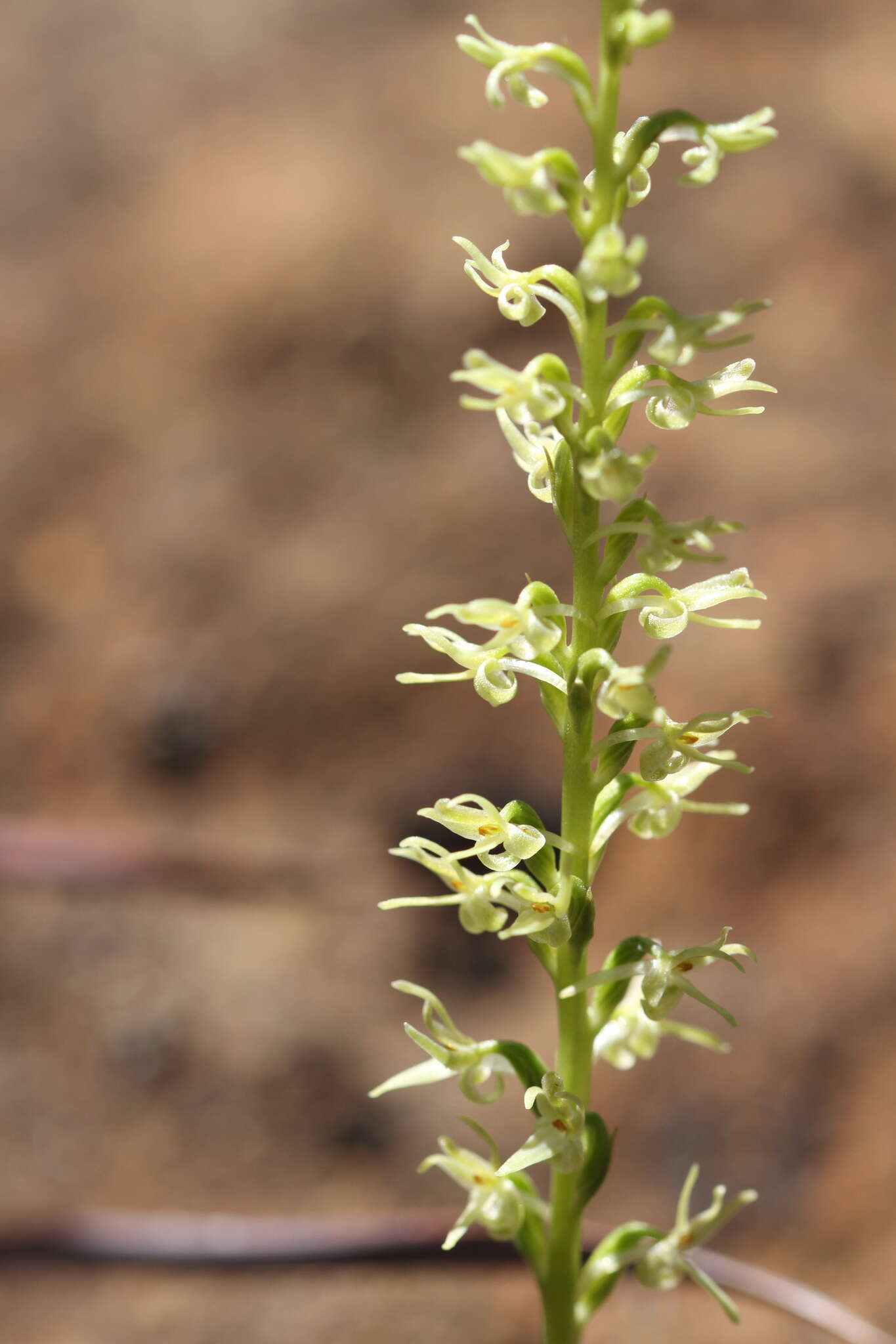 Image of narrow-petal rein orchid