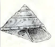 Image of Coelotrochus chathamensis (Hutton 1873)