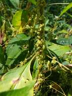 Image of smartweed dodder