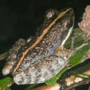 Image of Fort Madagascar Frog