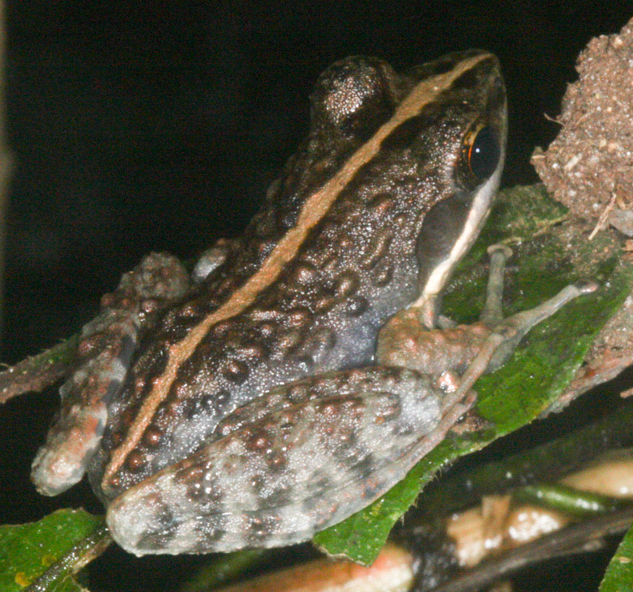 Image of Fort Madagascar Frog