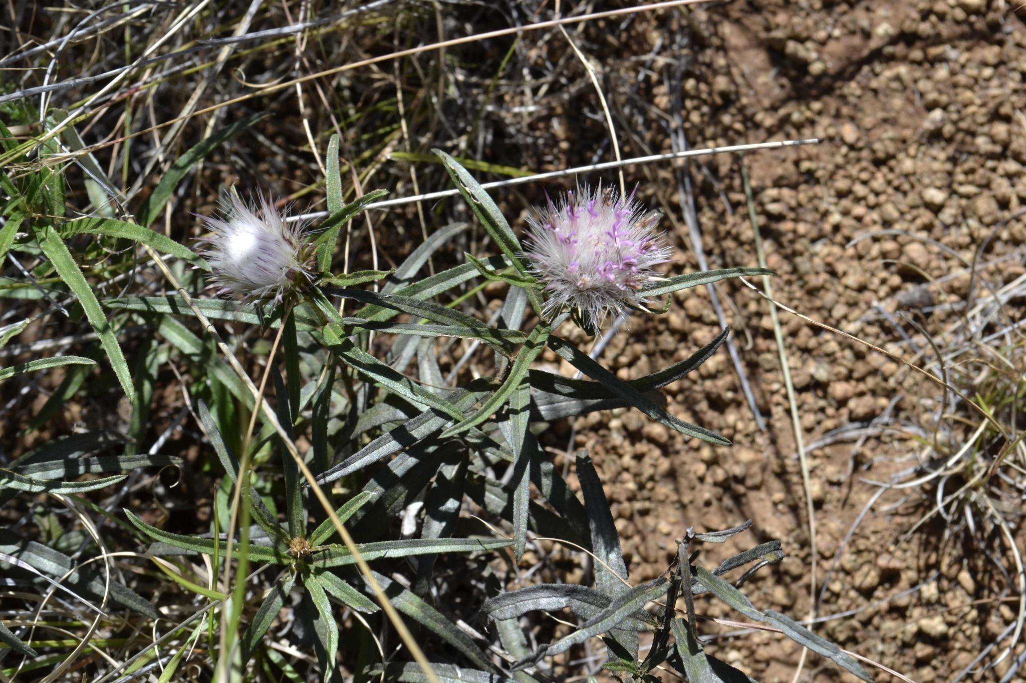 Image of Dicoma anomala subsp. anomala