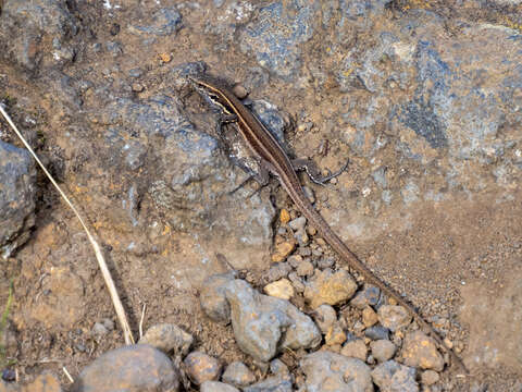 Image of Gallotia caesaris caesaris (Lehrs 1914)