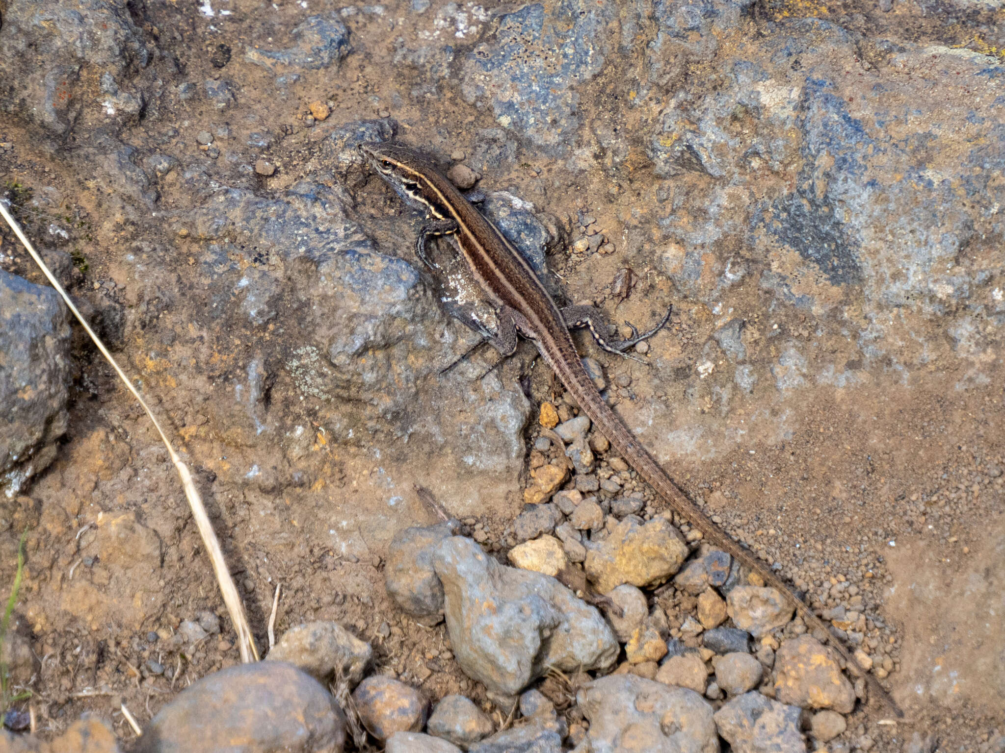 Image of Gallotia caesaris caesaris (Lehrs 1914)