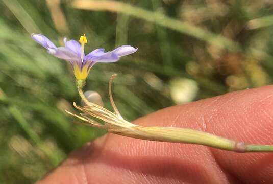 Sisyrinchium halophilum Greene的圖片