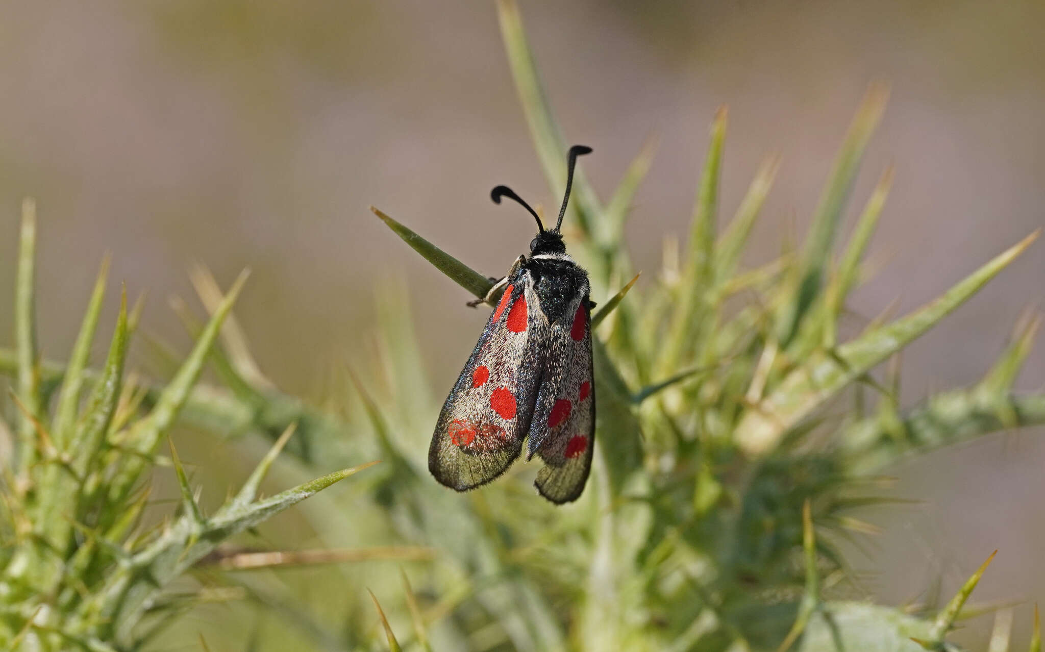 Image de Zygaena corsica Boisduval 1828