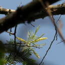 Image of Acacia polyacantha