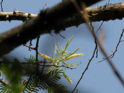 Image of Acacia polyacantha