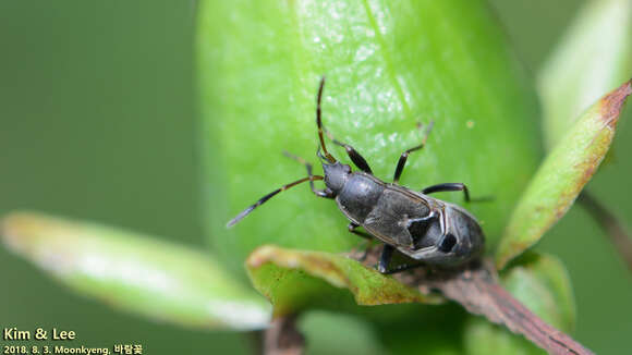 Image of <i>Panaorus albomaculatus</i>