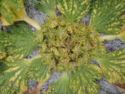 Image of Arctopus echinatus L.