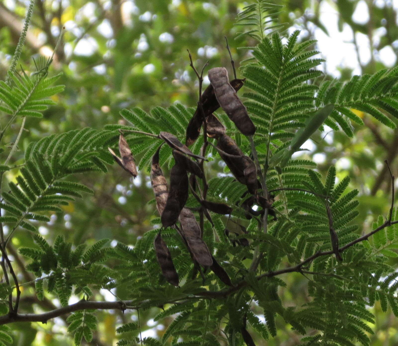 Image of Acacia polyacantha