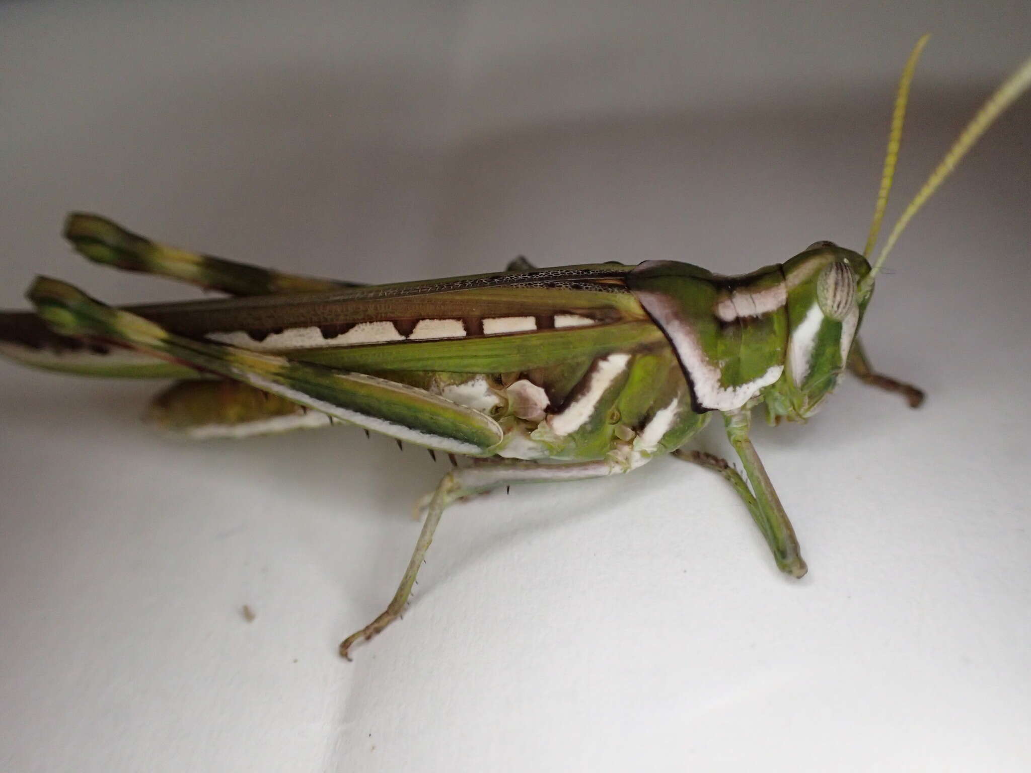 Image of Histrioacrida roseipennis Sjöstedt 1930