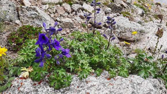 Image of Delphinium caucasicum C. A. Mey.