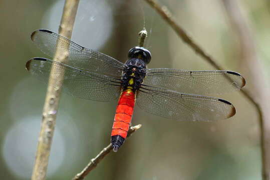 Image of Protorthemis Kirby 1889