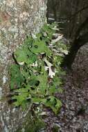 Image of Lungwort