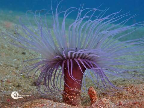 Image de Pachycerianthus solitarius (Rapp 1829)