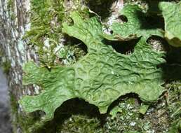 Image of Lungwort