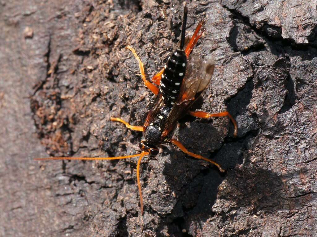 Sivun Echthromorpha intricatoria (Fabricius 1804) kuva