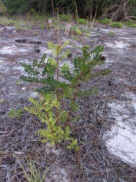 Image of clusterspike false indigo