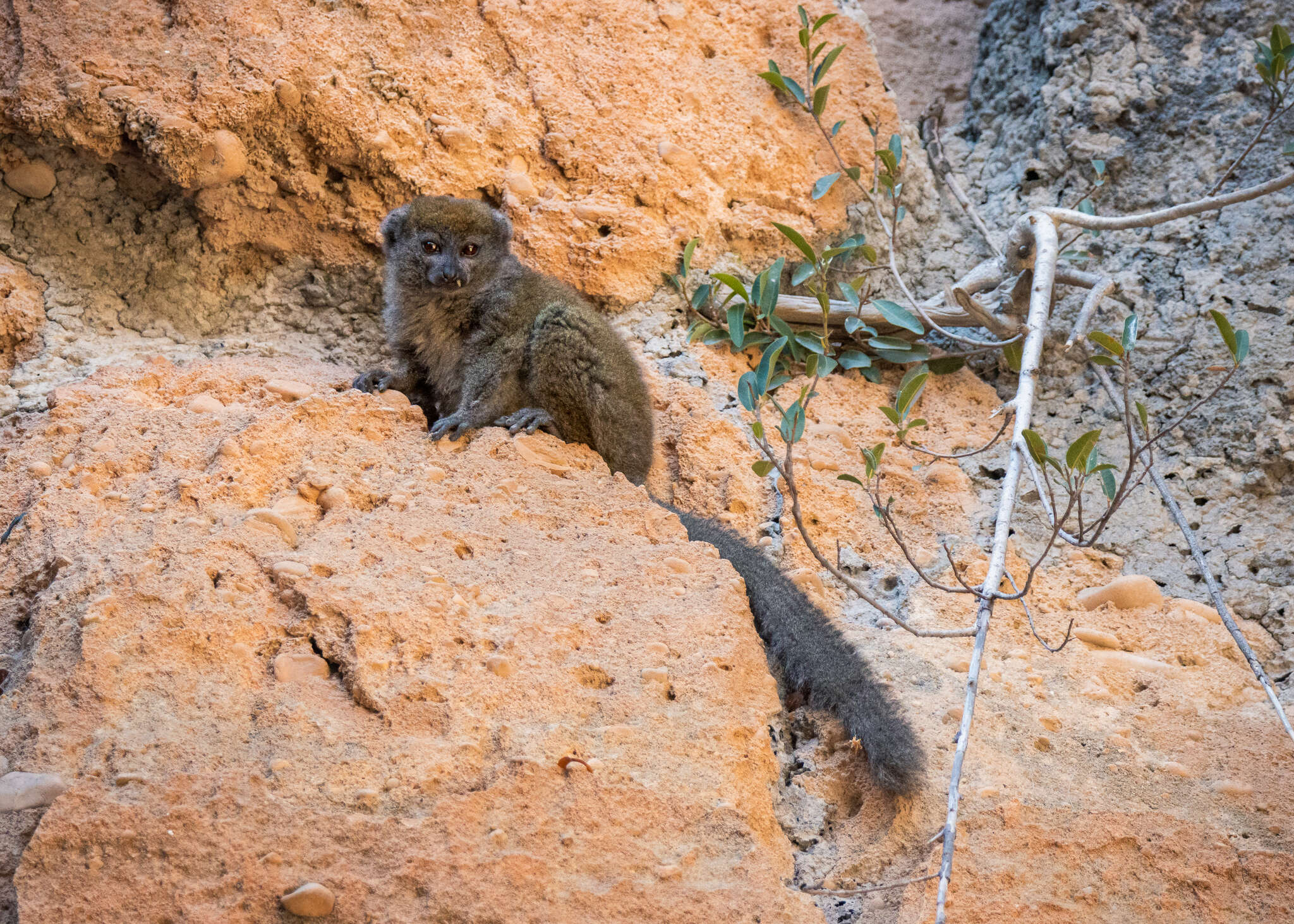 Image of Bamboo Lemur