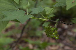 Sivun Ribes mandshuricum (Maxim.) Kom. kuva