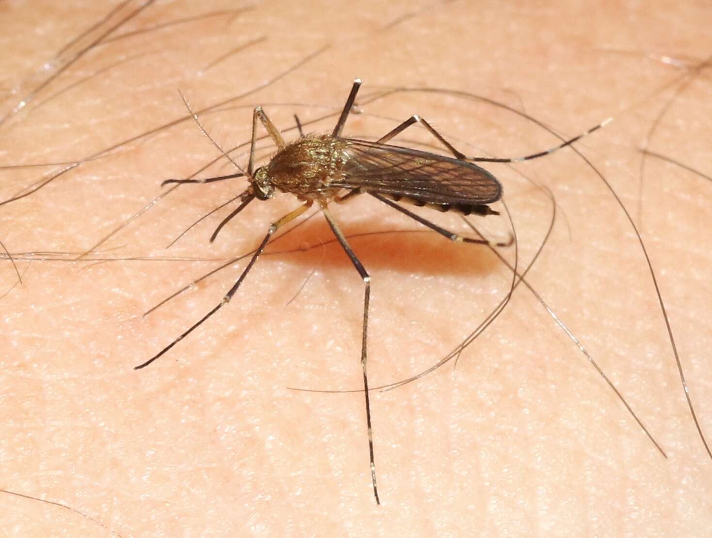 Image of Aedes canadensis canadensis