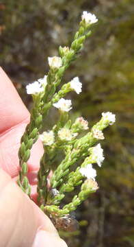 Image of Erica fimbriata Andr.