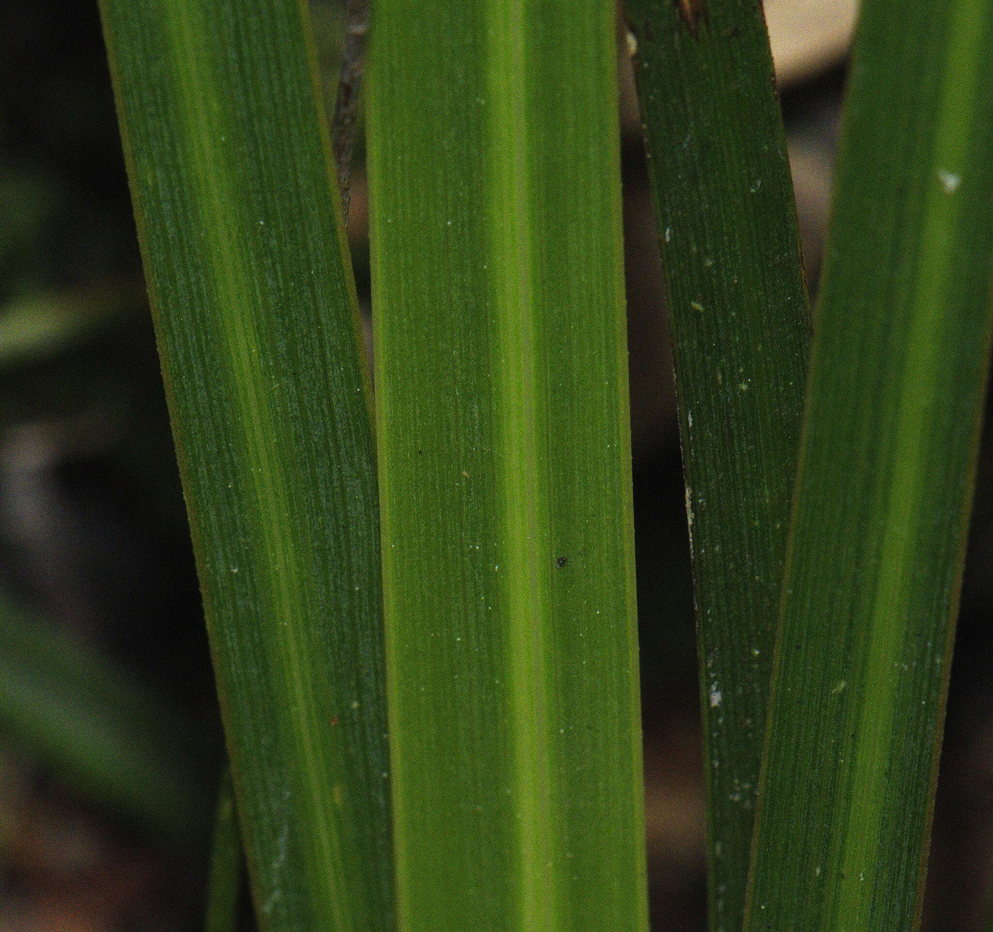 Image de Libertia mooreae Blanchon, B. G. Murray & Braggins