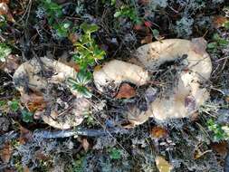 Image of Lactarius aquizonatus Kytöv. 1984