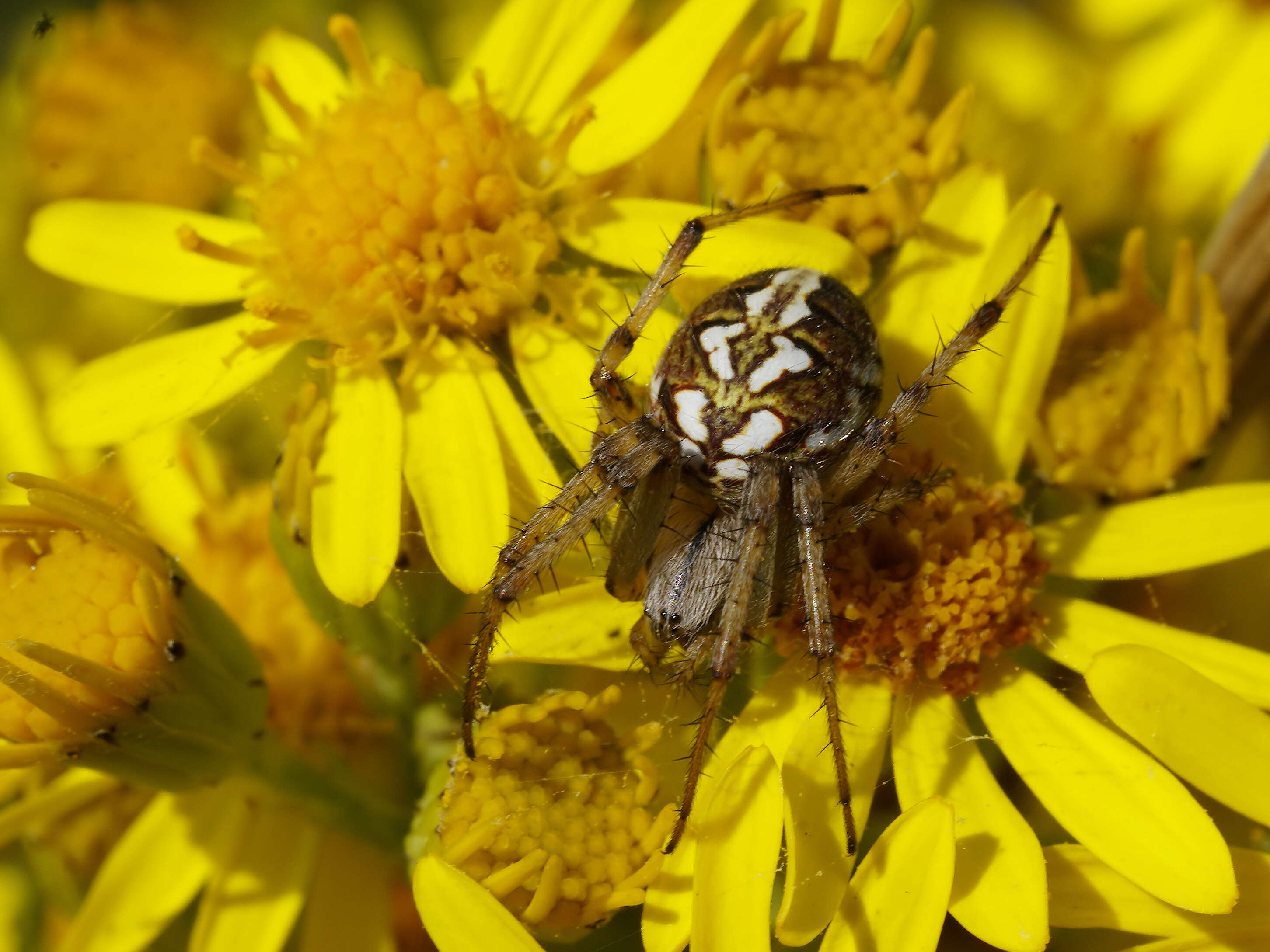 Image of Neoscona adianta (Walckenaer 1802)