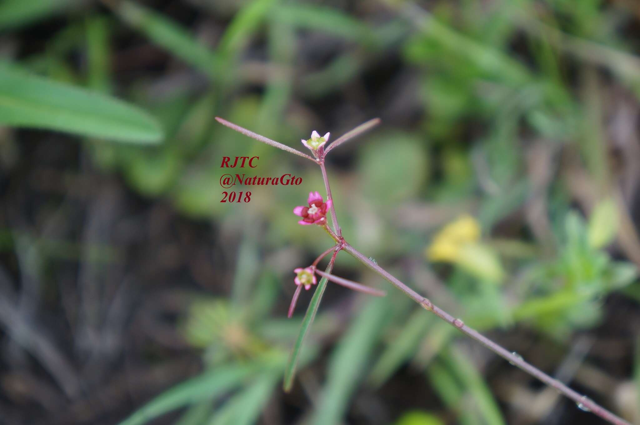 Image of Euphorbia sphaerorhiza Benth.