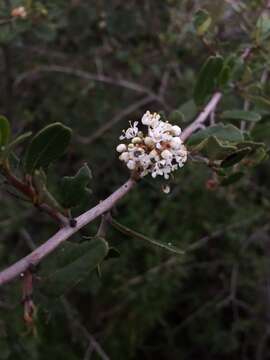 Sivun Ceanothus megacarpus Nutt. kuva